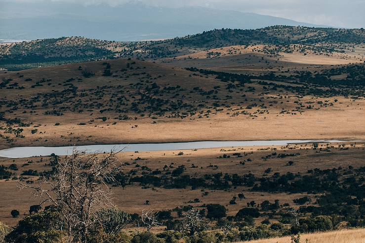 Savanna - Kenya © Droits reservés