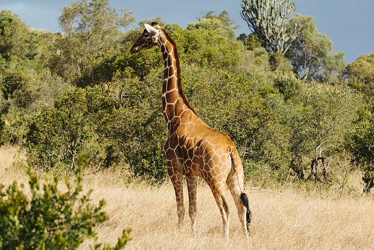 Giraffe and safari - Kenya © Olivier Romano