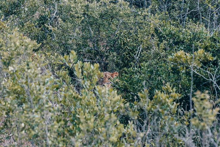 Lion in Kenya © Olivier Romano