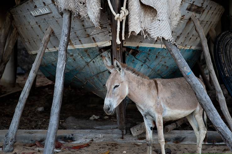 Donkey and boat - Kenya © Droits reservés