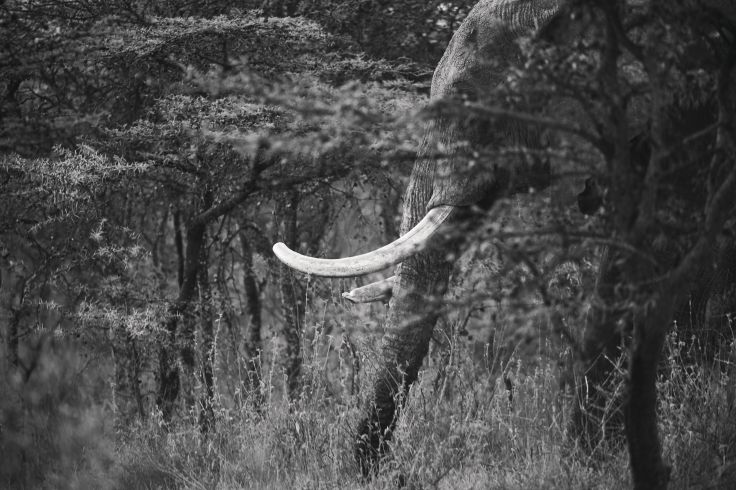 Eléphant - Kenya © Christopher Churchill