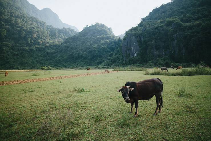 Cow in a field - Cambodia © Droits reservés