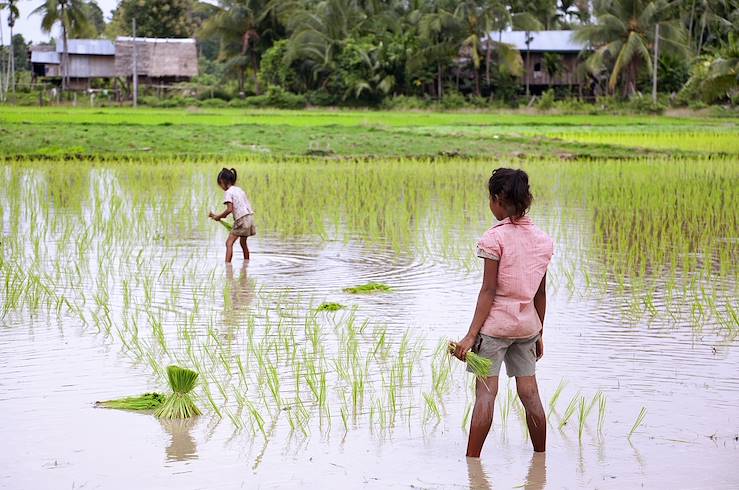 Girls in a rice field - Laos © Droits reservés