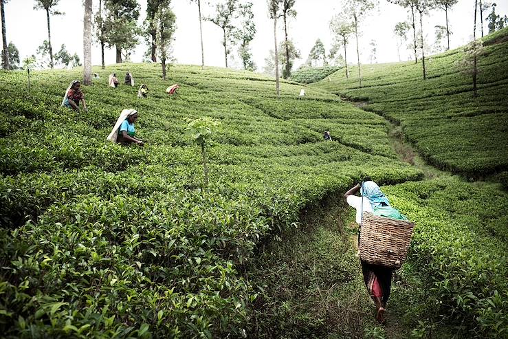 Tea picking near Kandy - Sri Lanka © Massimiliano Clausi/LAIF-REA