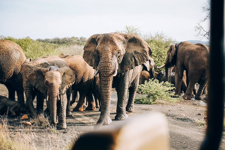 Elephants in Sri Lanka © Olivier Romano