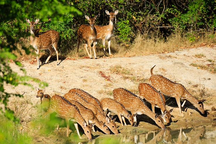 Yala National Park - Sri Lanka © Droits reservés