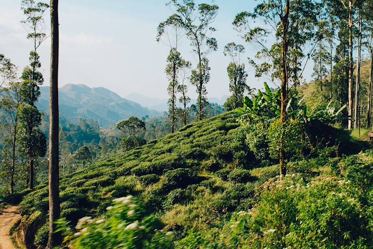 Forest - Sir Lanka © Droits reservés