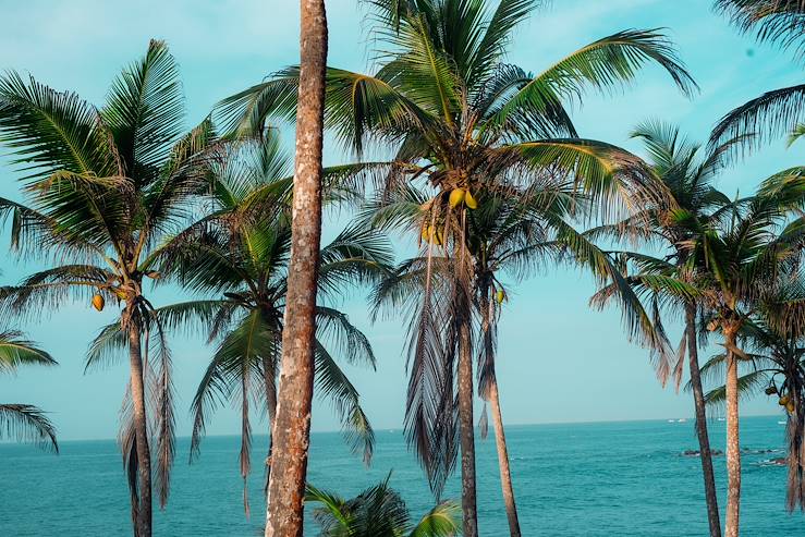 Palm trees - Sri Lanka © Tomasz Ganclerz/Getty Images/iStockphoto