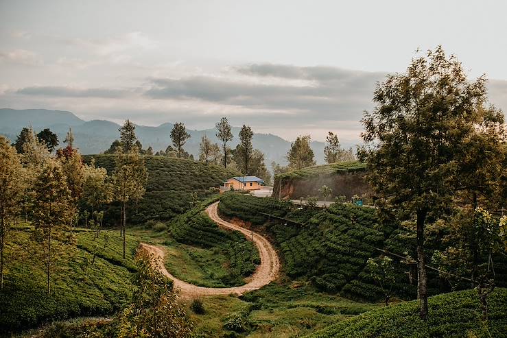 Natural landscape - Sri Lanka © denniskrischker.de/Getty Images/iStockphoto