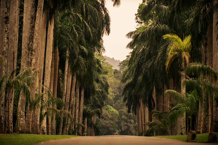 Jungle - Sri Lanka © Krivinis/Getty Images/iStockphoto