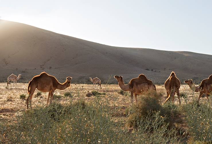 Tighmert - Maroc © Maison de l'Oasis/Maisons des Rêves