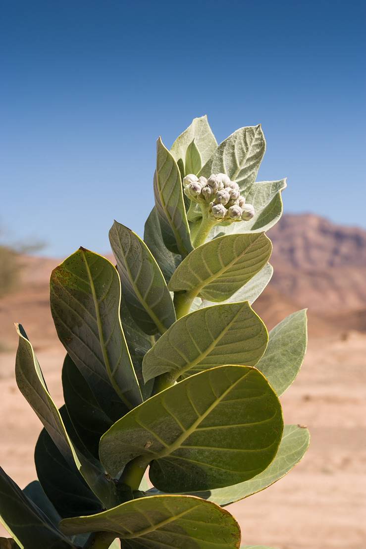 Tata - Maroc © Droits reservés