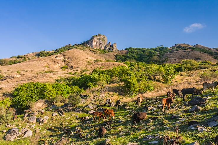 Goats near Diego Suarez - Madagascar © Pierre-Yves Babelon/Fotolia