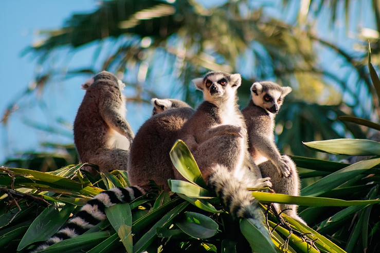 Lemuriformes of Madagascar © Droits reservés