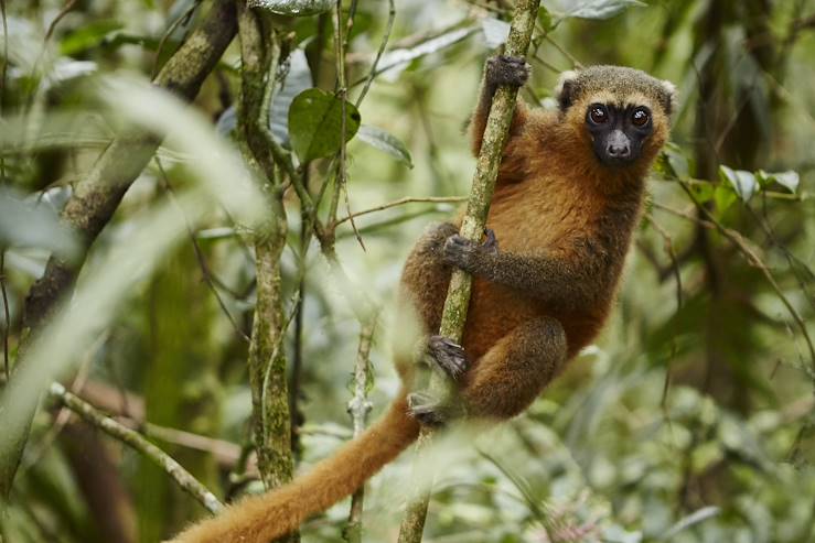 Monkey - Madagascar © Laura Thiesbrummel/stock.adobe.com