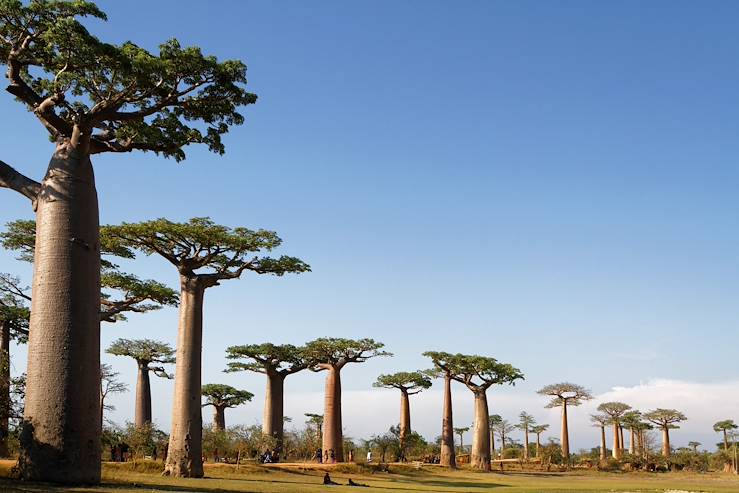 Avenue of the Baobabs - Madagascar © Droits reservés