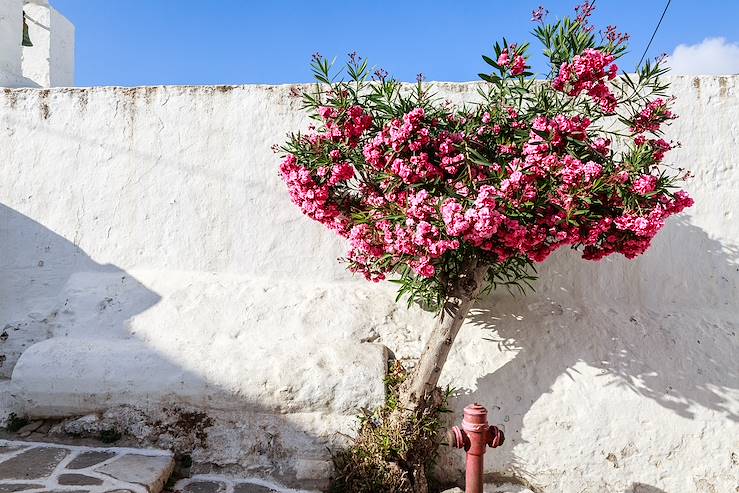 Flowers - Malta © Droits reservés