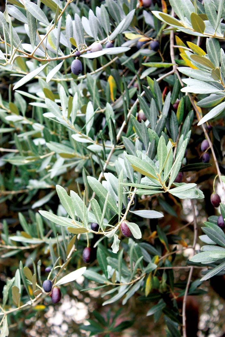 Olives on tree - Montenegro © ClaraNila/Getty Images/iStockphoto