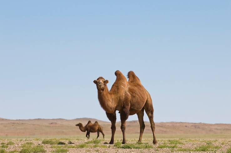 Camel in Gobi Desert - Mongolia © Uwe Halstenbach/Getty Images/iStockphoto