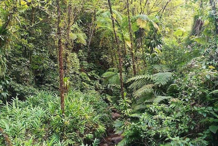 Fonds Saint Denis - Martinique © Benjamin Curat