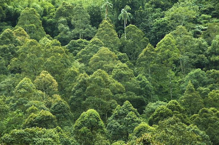 Forest in Malyasia © Droits reservés