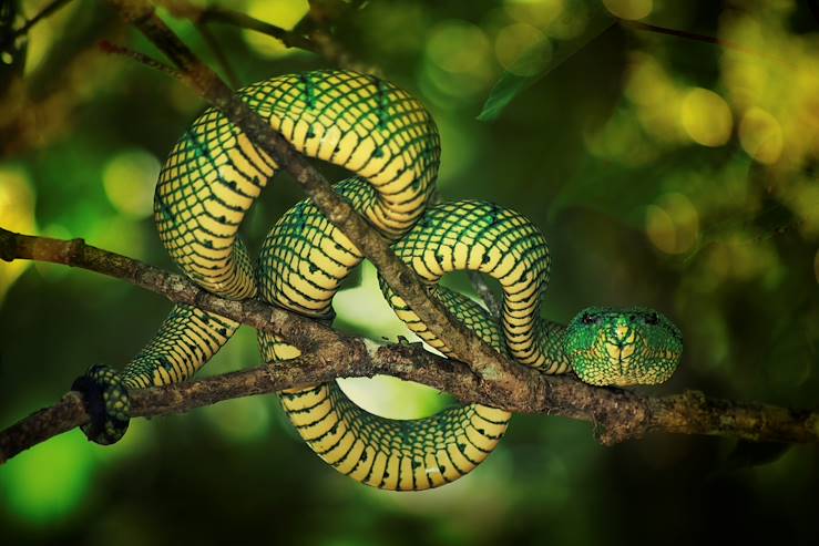 Snake in a trea - Indonesia © Droits reservés