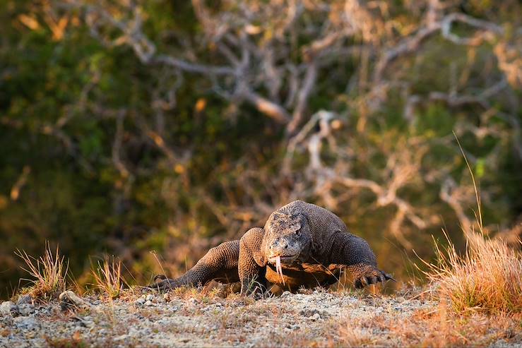 Komodo Dragon - Indonesia © Uryadnikov Sergey / Fotolia