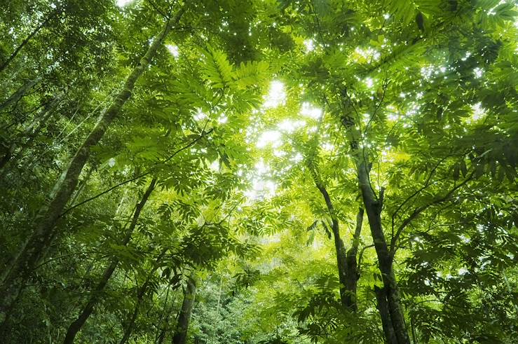 Forest in Malaysia © Droits reservés