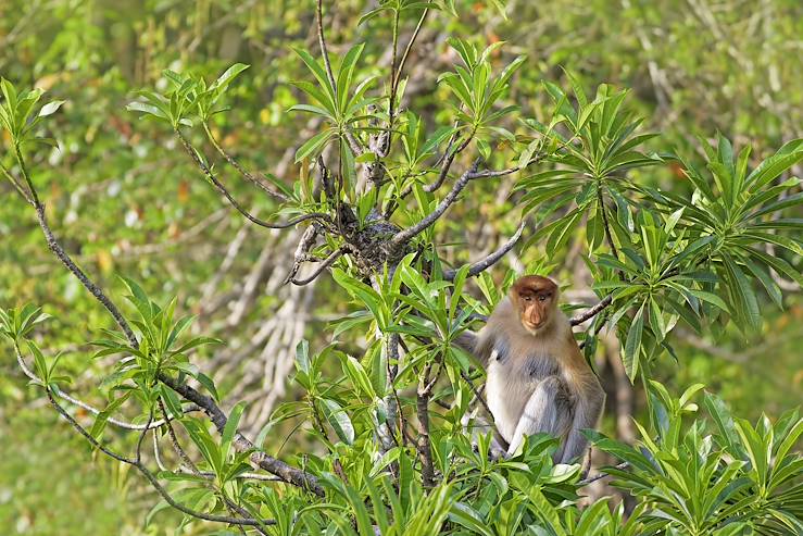 Monkey in Borneo - Malaysia © Kjersti / Fotolia