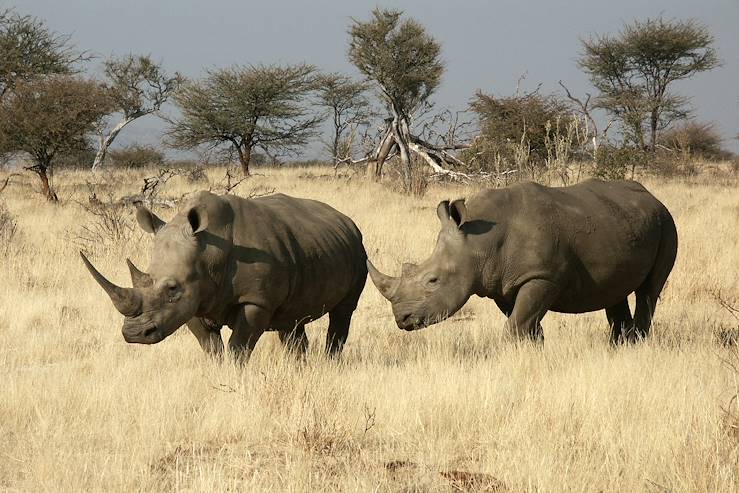 Etosha National Park - White rhinoceros - Namibia © Gondwana Collection