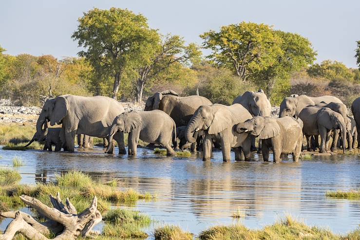 Elephants in Etosha National Park - Namibia © PobladuraFCG / Getty Images / iStockphoto