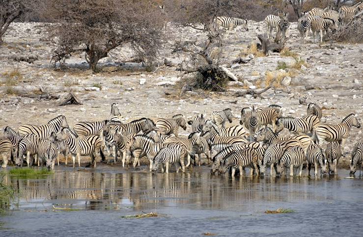 Zebras in Namibia © Droits reservés