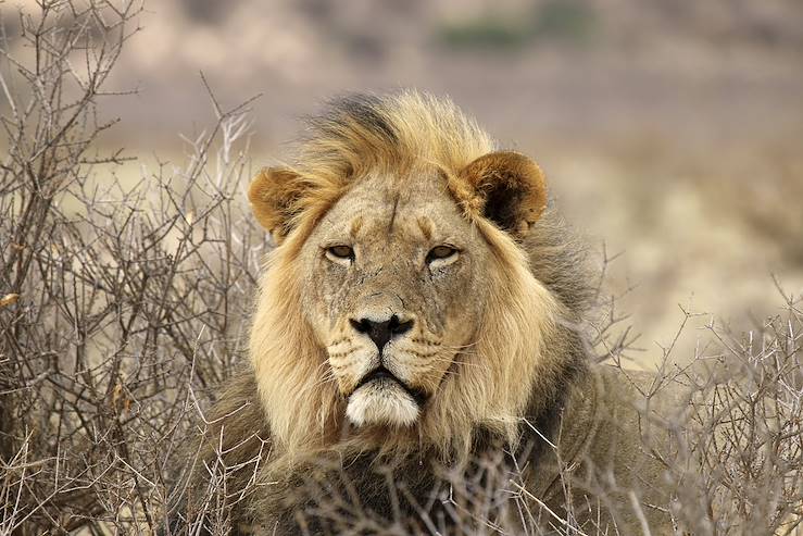 Lion in Etosha National Park - Namibia © zistos / Getty Images / iStockphoto