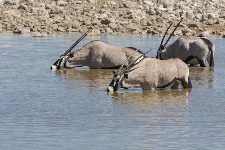 Oryx drinking water in Etosha National Park - Namibia © Droits reservés