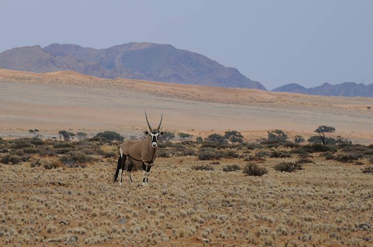 Antelope in Namibia © anni94/Fotolia