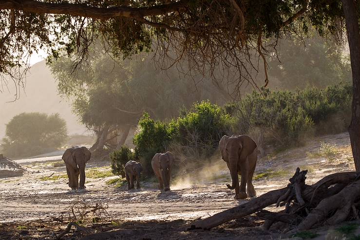 Elephants - Namibia © Caroline Culbert/Hoanib Skeleton Coast/Wilderness Safaris