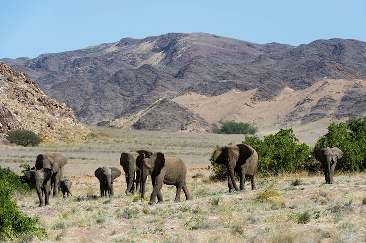 Elephants near Doro Nawas - Twyfelfontein - Damaraland - Namibia © Dana Allen/Doro Nawas