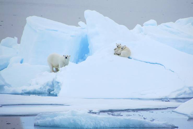 Polar Bear - Spitzberg - Svalbard - Norway © Severine Barkat