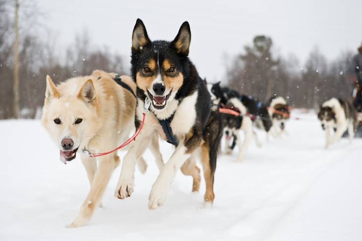 Sled dogs - Finnmark - Norway © Terje Rakke/Nordic Life/Visit Norway