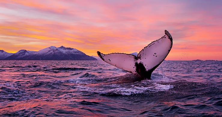 Wales - Troms - Norway © Asgeir Helgestad/Visitnorway.com