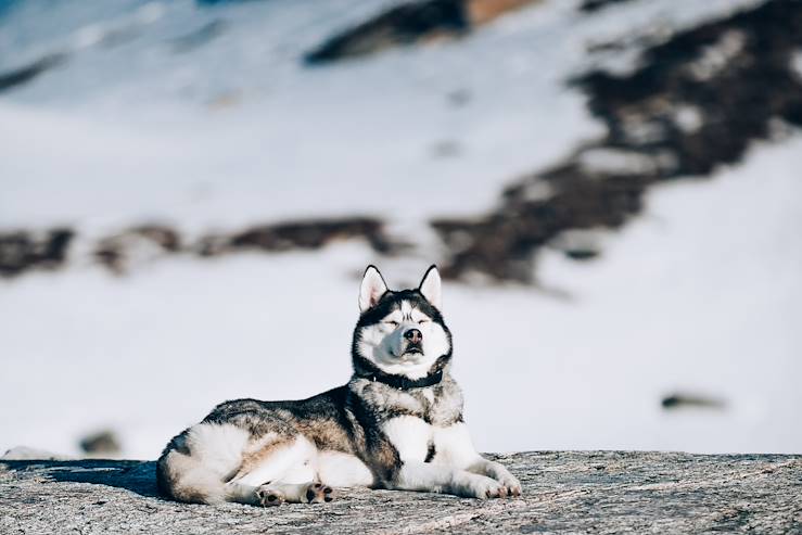 Siberian husky - Norway © Droits reservés