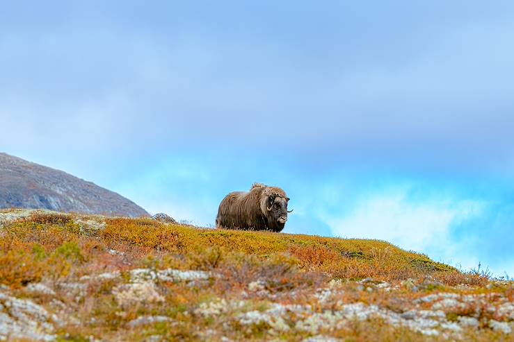 Norway © Sven-Erik Knoff / Visit Norway