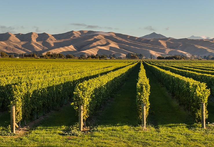 Vineyards and moutains - New Zealand © Droits reservés