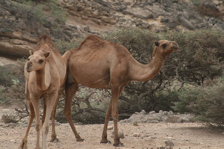 Salalah region - Dhofar - Oman © Nathalie Minard