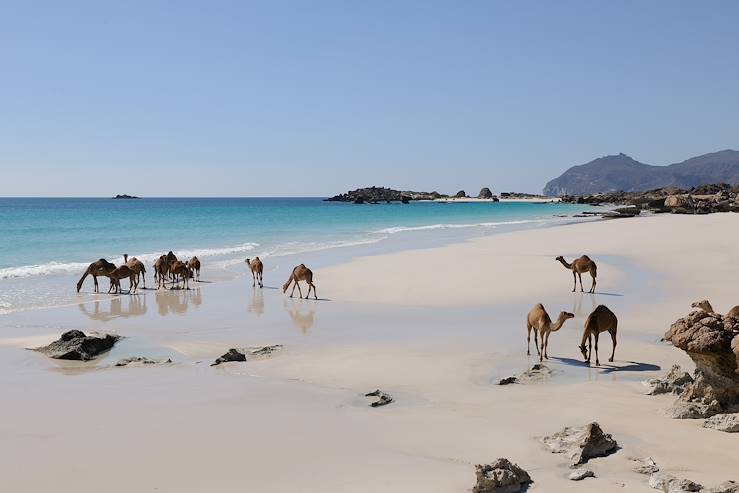 Camels on the beach - Oman © Droits reservés