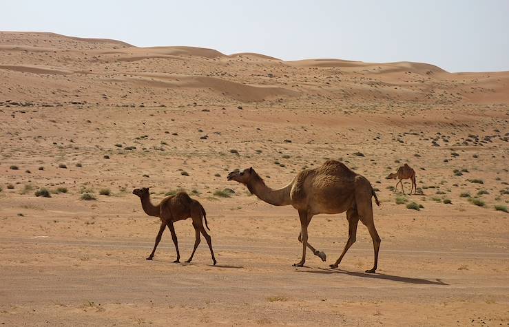 Désert de Wahiba - Région de Ash Sharqiyyah - Oman © Stéphanie Battet