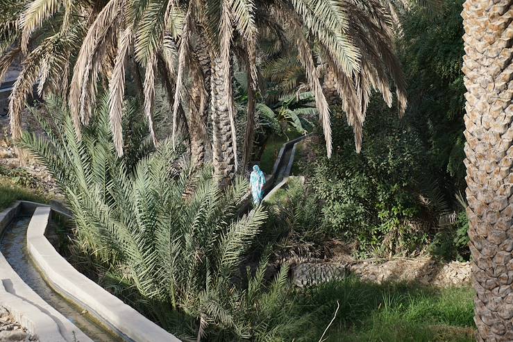 Palm tree in Oman © Droits reservés