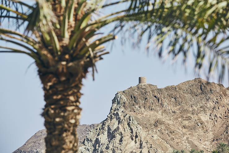 Old Muscat and palm tree - Oman © Droits reservés