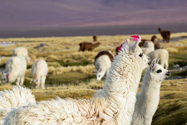 Lamas - Laguna Colorada - Sud Lipez - Bolivia © Mariusz Prusaczyk / Fotolia