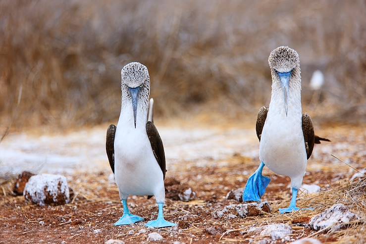 Birds - Galapagos - Ecuador © Alexander Shalamov / BlueOrange Studio / Fotolia